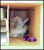 2017 July - Tonkyway Kaloni (Tinker)